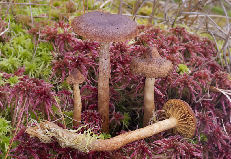 Cortinarius tubarius